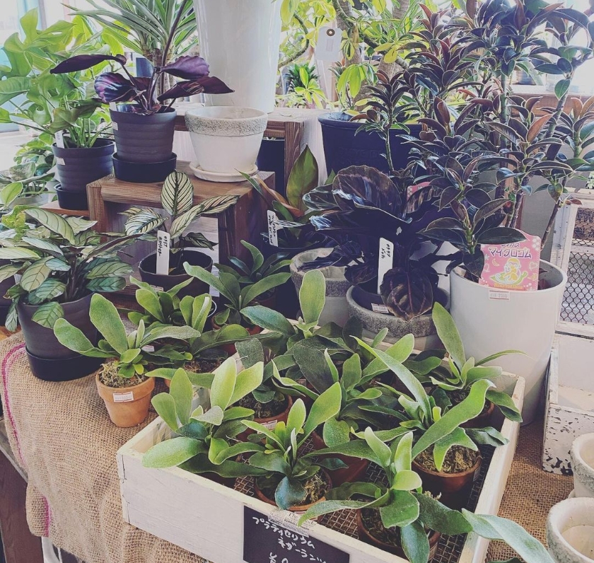 厳選した植物だけを取り扱い