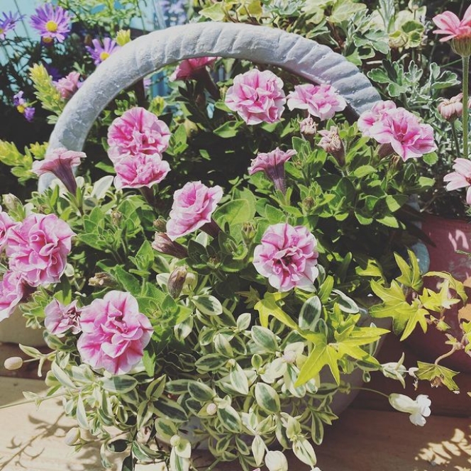 寄せ植え、寄せ苗セット